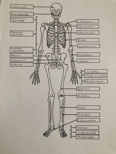 a diagram of the human skeleton and its major bones, labeled in black ink on white paper