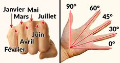 the diagram shows how many fingers are different sizes