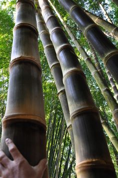 a hand reaching up to the top of a tall bamboo tree