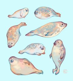 several different types of sea animals in pastel colors on a light blue background with the caption seal