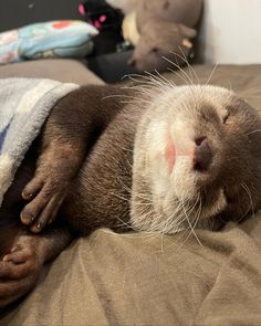 an animal that is laying down on a bed with its eyes closed and it's head resting on the pillow