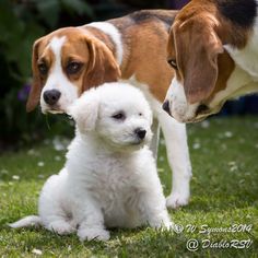 two dogs are standing next to each other in the grass and one is looking at the camera