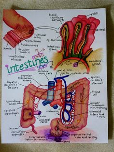 diagram of the intestines and their functions on a piece of paper that is taped to a wall