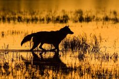 a wolf is walking through the water at sunset