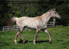 a white horse walking across a lush green field