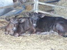 three cows are laying down in the hay inside their pen, looking at the camera