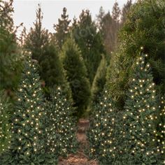 several rows of christmas trees with lights on them