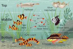 an image of different types of fish in the water