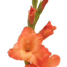 an orange flower with green stems in a vase on a white background, it appears to be blooming