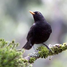 a black bird sitting on top of a moss covered tree branch with its beak open