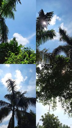 four different shots of trees with the sun shining through them and some clouds in the sky