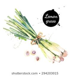 watercolor drawing of lemon grass