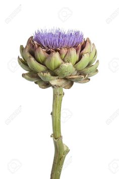 an artichoke with purple flowers is shown against a white background