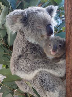 a koala bear and her baby in a tree