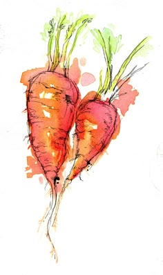 two carrots with green tops are drawn in watercolor and ink on white paper