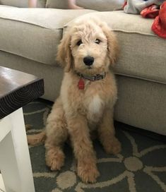 a dog sitting on the floor in front of a couch