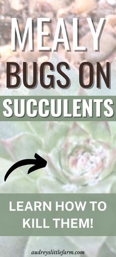 a succulent plant with the words, learn how to kill them