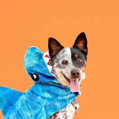 a dog wearing a blue dinosaur costume with its tongue out