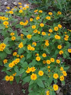 some yellow flowers are growing in the dirt