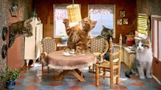 two cats are standing on their hind legs and one cat is sitting on the table