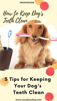 a dog with toothbrushes in it's mouth and the title how to keep dogs teeth clean