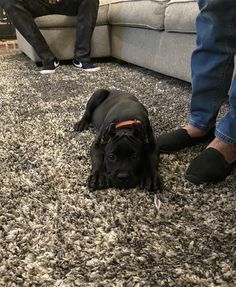 a black dog laying on the floor next to a person sitting on a couch in front of him