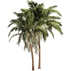 two palm trees with green leaves on white background