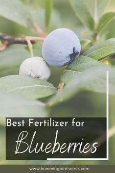 blueberries growing on a tree with the words best fertilizer for blueberries