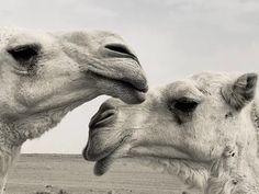 two white camels standing next to each other on a desert plain, one is kissing the other's forehead