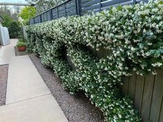 white flowers growing on the side of a wooden fence