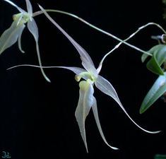 two white orchids with green leaves hanging from it's stems in front of a black background