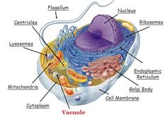 the structure of an animal cell