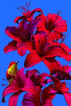 red flowers and a yellow bird are in the blue sky with bright pink lilies