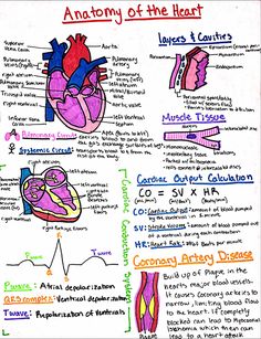 the anatomy of the heart is shown in this handwritten diagram, which shows how it works