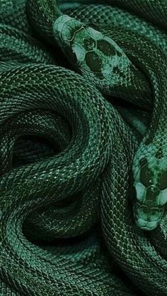 a green snake curled up on top of each other