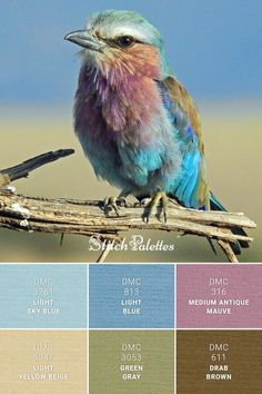 a bird sitting on top of a wooden branch with colors in it's feathers