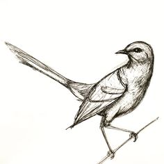 a drawing of a bird sitting on top of a branch