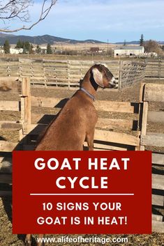 a goat sitting on top of a wooden fence with the words goat heat cycle 10 signs your goat is in heat