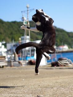 a black and white cat jumping in the air