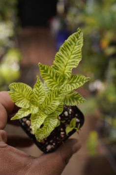 a person holding a small plant in their hand