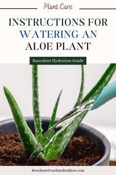 aloe watering, watering aloe, aloe vera watering, how to water aloe, when to water aloe, how to water aloe vera, when to water aloe vera, bottom watering aloe, bottom watering aloe vera, watering aloe plant, watering aloe vera plant Potted Aloe Vera, Aloe Plant Care, Aloe Vera Plant Indoor, Aloe Care, Aloe Plants, Healthy Nutrition Plan, Plant Indoor, Plant Care Houseplant, Aloe Plant