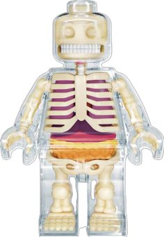 a toy skeleton is shown in the shape of a human body