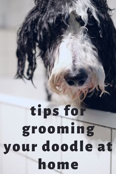 a black and white dog standing on top of a bath tub with the words tips for grooming your doodle at home