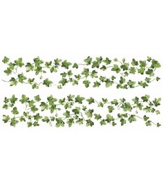 ivy leaves are arranged on the side of a white wall