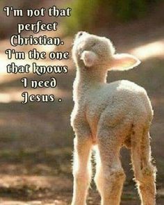 a little lamb standing on top of a dirt road next to a quote that says i'm not that perfect christian, i'm the one that knows i need jesus