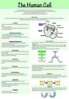 the human cell is an organ system that has many functions to help people understand what they are