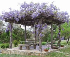 purple flowers are blooming on the pergolated area in front of a picnic table