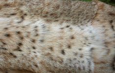 an animal's fur with black spots on it