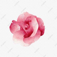 a pink rose on a white background with no background, hd png files for free