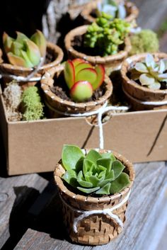 small succulents are placed in baskets on a wooden table